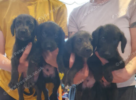 Genuine first cross bedlington whippet pup
