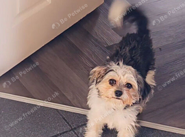 Cavachon puppy 1y old