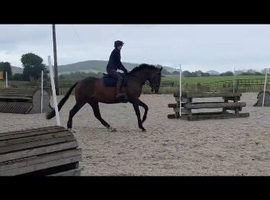 Gorgeous gelding