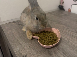 3 Netherland dwaf rabbits