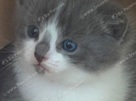 Kittens ready now