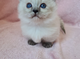 Beautiful munchkin kittens READY SOON