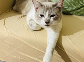 Cat in need of a home