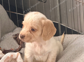 1 left Gorgeous cocker spaniel pups