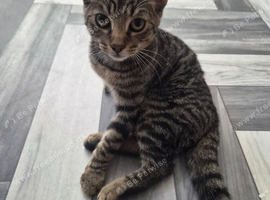 Girl kitten bluey