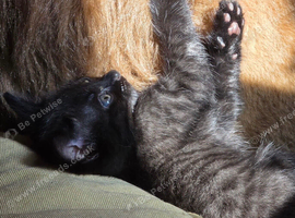 Melanistic Savannah kittens! &pound;325