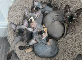 Ready Sphynx Kittens Looking for Their Forever