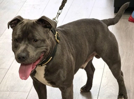 KC registered blue staffy available for stud
