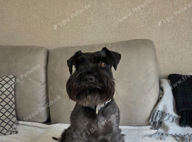 Miniature Schnauzer