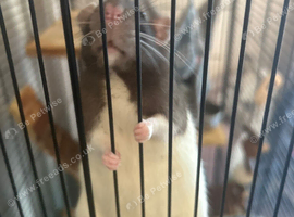 Two female rats