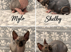 TICA REGISTERED SPHYNX KITTENS LOVING FAMILY HOMES SOUGHT
