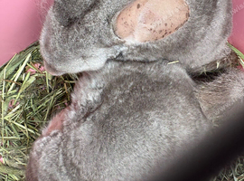2 chinchillas
