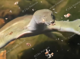 Chinese Softshell Turtle