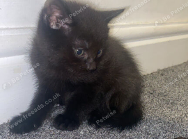 Kittens for sale