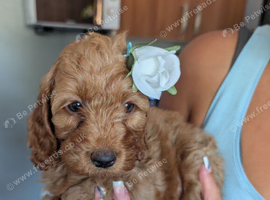 ️ Beautiful Cockerpoo Puppies 2 Girls & 4 Boys ️