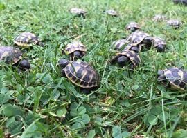 Hermann's T.h.b and Spur-thighed tortoises