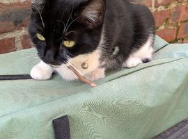 Temporary Foster/Adoption Needed &ndash; Bella (Tuxedo Cat, ~2 Years Old)