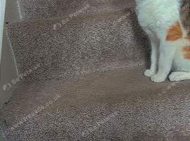 My cat is pregnant read description