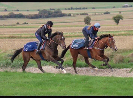 Fabulous TB Filly