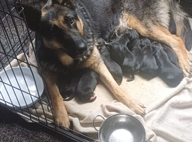 German shepherd puppies