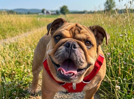 KC English Female bulldog