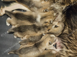 6 Northern Inuit &times; Husky