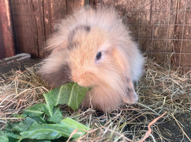 Mini Lion Lop Female Baby