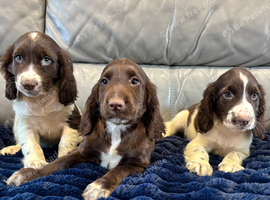 Cocker spaniel puppies ready now