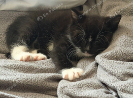Female kitten black and white ready now Craigavon NI