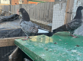 Fancy pigeon
