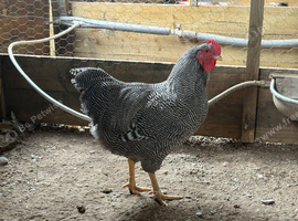 Barred Plymouth Rock Rooseters