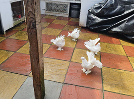 Pigeons