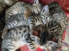 Bengal &times; Blue British Shorthair Kittens Ready Now