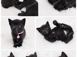 Microchip kittens+goodybag