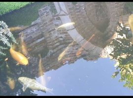 Koi carp