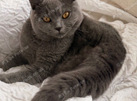 Male british shorthair