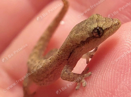 Pairs of mourning geckos &pound;40 for a pair or &pound;60 for 3