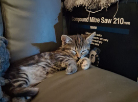 Kitten for sale