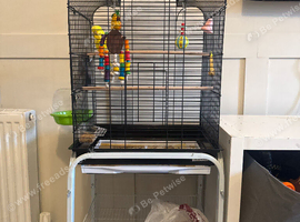 Danny the budgie