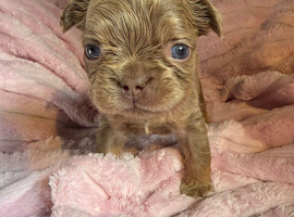 REDUCED! Fluffy & Pink frenchie