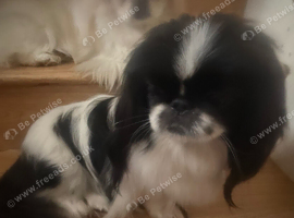 Peke bi colour black & white 18 months old