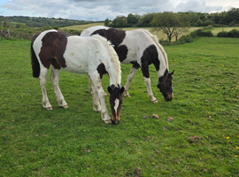 Yearling filly