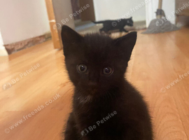 2 black kittens