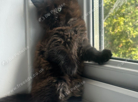 1/2 Maine coon x 1/2 British shorthair kittens