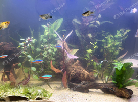 Platy fish x 8