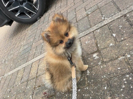 Pomeranian
