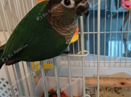 Blue conure