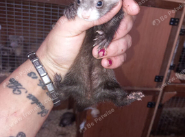 Genuine micro kits