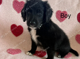 Beautiful sheepadoodle puppies