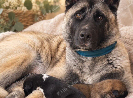 Akita cross pups